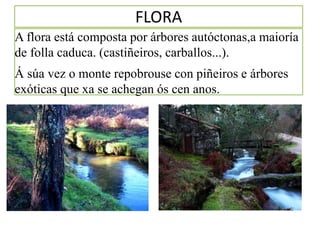 FLORA
A flora está composta por árbores autóctonas,a maioría
de folla caduca. (castiñeiros, carballos...).
Á súa vez o monte repobrouse con piñeiros e árbores
exóticas que xa se achegan ós cen anos.
 