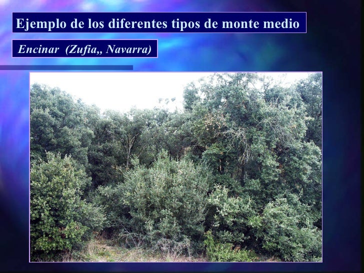 Monte bajo y monte medio