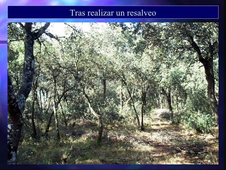 Monte bajo y monte medio