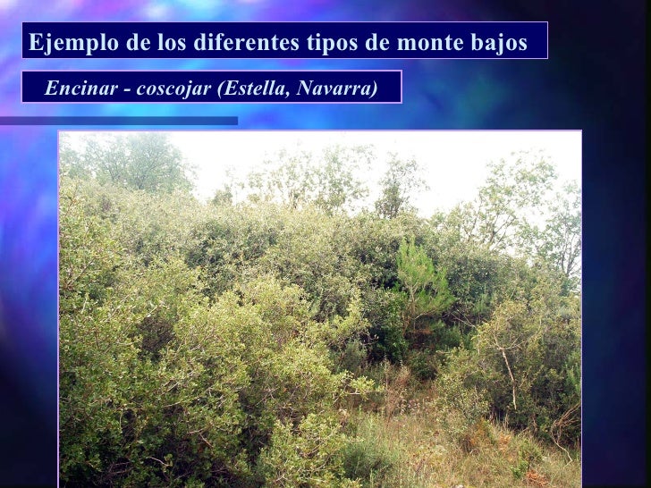 Monte bajo y monte medio