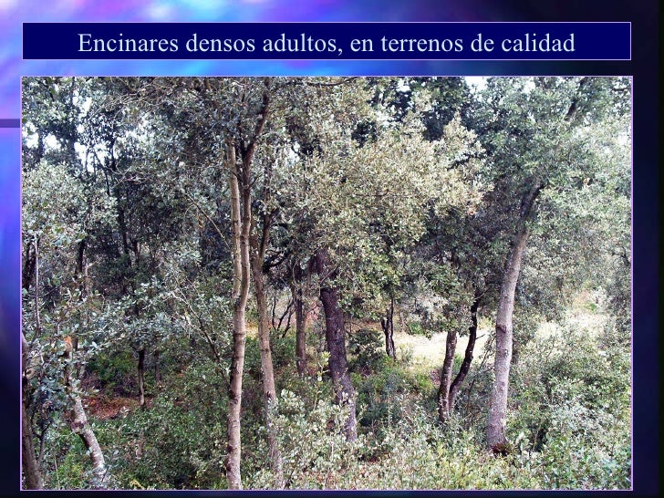 Monte bajo y monte medio