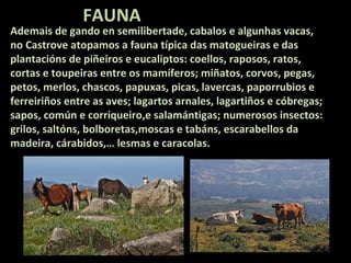 FAUNA

Ademais de gando en semilibertade, cabalos e algunhas vacas,
no Castrove atopamos a fauna típica das matogueiras e das
plantacións de piñeiros e eucaliptos: coellos, raposos, ratos,
cortas e toupeiras entre os mamíferos; miñatos, corvos, pegas,
petos, merlos, chascos, papuxas, picas, lavercas, paporrubios e
ferreiriños entre as aves; lagartos arnales, lagartiños e cóbregas;
sapos, común e corriqueiro,e salamántigas; numerosos insectos:
grilos, saltóns, bolboretas,moscas e tabáns, escarabellos da
madeira, cárabidos,… lesmas e caracolas.

 