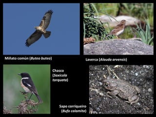 Miñato común (Buteo buteo)

Laverca (Alauda arvensis)
Chasco
(Saxicola
torquata)

Sapo corriqueiro
(Bufo calamita)

 