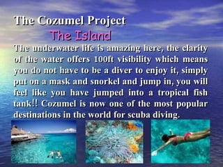 The underwater life is amazing here, the clarity of the water offers 100ft visibility which means you do not have to be a diver to enjoy it, simply put on a mask and snorkel and jump in, you will feel like you have jumped into a tropical fish tank!! Cozumel is now one of the most popular destinations in the world for scuba diving. The Cozumel Project The Island 