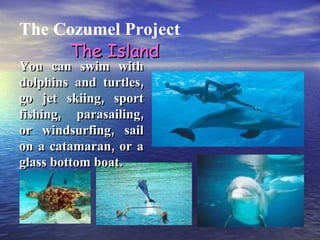The Cozumel Project You can swim with dolphins and turtles, go jet skiing, sport fishing, parasailing, or windsurfing, sail on a catamaran, or a glass bottom boat. The Island 