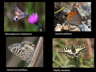 Macroglossum stellatarum

Syntarucus pirithous

Lycaena phlaeas

Papilio machaon

 