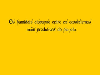 Os humidais atópanse entre os ecosistemas máis produtivos do planeta. 
