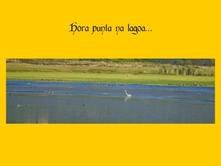 Hora punta na lagoa… 