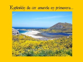 Explosión da cor amarela en primavera… 