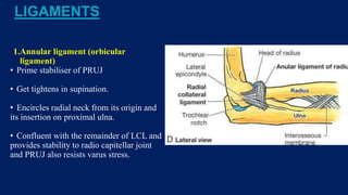 LIGAMENTS
1.Annular ligament (orbicular
ligament)
• Prime stabiliser of PRUJ
• Get tightens in supination.
• Encircles radial neck from its origin and
its insertion on proximal ulna.
• Confluent with the remainder of LCL and
provides stability to radio capitellar joint
and PRUJ also resists varus stress.
 