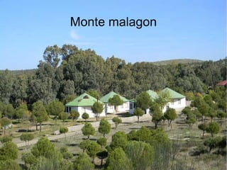 Monte malagon
 