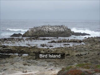 Bird Island 