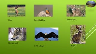 Deer Iberian-lynx 
Iberian-wolf 
Hare 
Rock blackbird 
Golden-Eagle 
 
