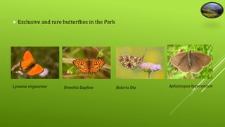  Exclusive and rare butterflies in the Park 
Lycaena virgaureae Brenthis Daphne Boloria Dia Aphantopus hyperantum 
 