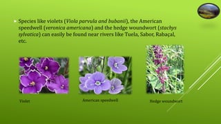  Species like violets (Viola parvula and bubanii), the American 
speedwell (veronica americana) and the hedge woundwort (stachys 
sylvatica) can easily be found near rivers like Tuela, Sabor, Rabaçal, 
etc. 
Violet American speedwell Hedge woundwort 
 