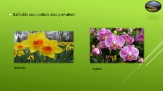  Daffodils and orchids also prevalent 
Daffodils Orchids 
 