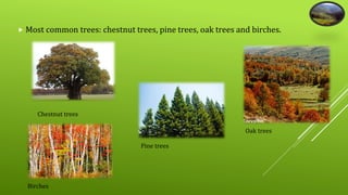  Most common trees: chestnut trees, pine trees, oak trees and birches. 
Oak trees 
Chestnut trees 
Pine trees 
Birches 
 