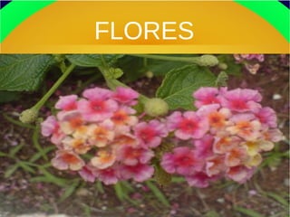 FLORES
 