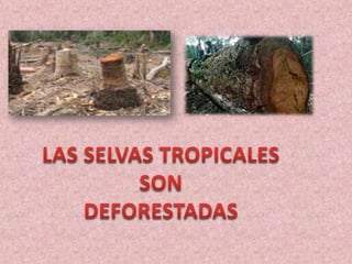 LAS SELVAS TROPICALESSONDEFORESTADAS