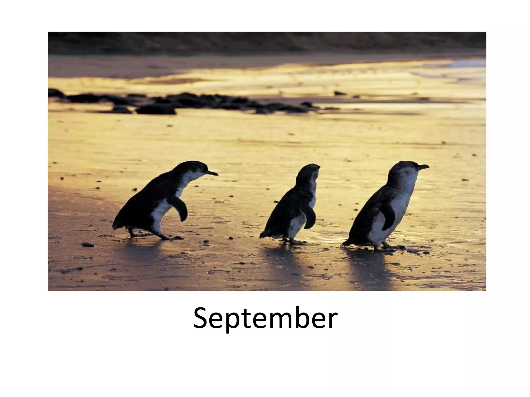 MONTHS PRONUNCIATION IN ENGLISH visual data 7