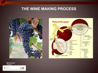 THE WINE MAKING PROCESS


                        Parts of the grape




Montivero
Carina
 