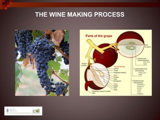 THE WINE MAKING PROCESS


            Parts of the grape
 