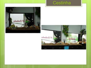 Cestinha
 