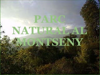 PARC NATURAL AL MONTSENY 