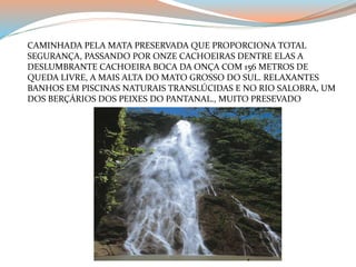 CAMINHADA PELA MATA PRESERVADA QUE PROPORCIONA TOTAL 
SEGURANÇA, PASSANDO POR ONZE CACHOEIRAS DENTRE ELAS A 
DESLUMBRANTE CACHOEIRA BOCA DA ONÇA COM 156 METROS DE 
QUEDA LIVRE, A MAIS ALTA DO MATO GROSSO DO SUL. RELAXANTES 
BANHOS EM PISCINAS NATURAIS TRANSLÚCIDAS E NO RIO SALOBRA, UM 
DOS BERÇÁRIOS DOS PEIXES DO PANTANAL., MUITO PRESEVADO 
 