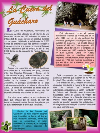 La Cueva del Guácharo, representa una
importante cavidad ubicada en el interior de una             Fué declarada como el primer
formación rocosa de 130 millones de años de             monumento natural de Venezuela en el
antigüedad. El lugar, es hoy un atractivo turístico     año 1949 con el fin de proteger los
con un paseo habilitado y señalizado de 1.500           procesos geológicos y biológicos que se
metros de extensión que nos permite conocer el          suceden en la cueva, Fue creado bajo el
área que circunda a la cueva, la primera Reserva        Decreto Nº 943 del 27 de mayo de 1975
Natural declarada por la UNESCO en el año               (Gaceta Oficial Nº 30.704) y ampliado el
1.980 dentro de la categoría de Parque Nacional         25 de enero de 1990, mediante Decreto
Natural.                                                Nº 639 (Gaceta Oficial Nº 4.158)
                                                        bautizada por el científico alemán
                                                        Alejandro Von Humboldt, quien exploró la
                                                        cueva en 1799 por motivos científicos y
                                                        que en 1816 dió a conocer esta gran
                                                        belleza natural.
    Ocupa una superficie de 15.500 hectáreas
localizadas en el Nororiente del país, ubicada
entre los Estados Monagas y Sucre, en la
población de Caripe y debe su nombre a un ave             Está compuesta por un conjunto de
especial nocturna que habita en las vías al primer    galerías y salones que superan los 10 Km. de
pasillo de la cueva, conocida como “El                longitud, 25 m. de alto por 30 m. de base.
Guácharo”, el principal generador de la capa               Su entrada es de 23 metros de alto y 28
orgánica que sustenta el ecosistema interior de la    de ancho, por donde la mayoría de los turistas
cueva. La salida en bandadas de estas aves en         que      la    visitan     se     atreven    a
horas de la tarde, representa uno de los              adentrarse, atravesando el Salón Humboldt y
espectáculos más importantes en esta cueva.           la Galería del Silencio (con formaciones
                                                      bautizadas como el Cardón, la Virgen del
     Por otra parte, debido a las corrientes de       Carmen, el Ángel de la Guarda, el Alcatraz en
agua que circulan por la cueva, se han ido            Picada) hasta llegar al Salón Sublime, en
formando impresionantes formas irregulares que        donde se pueden apreciar las estalactitas y
sin duda sorprenden a todos sus visitantes.           estalagmitas formadas por la acción constante
                                                      del agua sobre la roca.

               Dentro de las Cuevas del
          Guácharo se han logrado adaptar
          una diversidad de fauna, allí logran
          vivir especies animales, entre los
          que se encuentran: el ratón
          mochilero, el curareque, el cangrejo
          marrón y varias especies de
          murciélagos
 