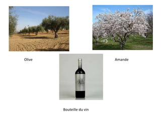 Olive Amande
Bouteille du vin
 