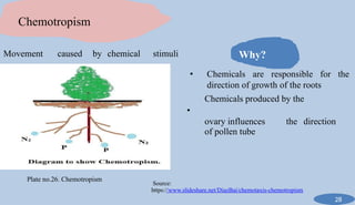 Plant tropism: Types , role and importance | PPTX
