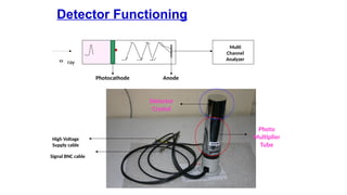 Detector Functioning
Detector
Crystal
Photo
Multiplier
Tube
Multi
Channel
Analyzer
Photocathode Anode
? ray
Signal BNC cable
High Voltage
Supply cable
 
