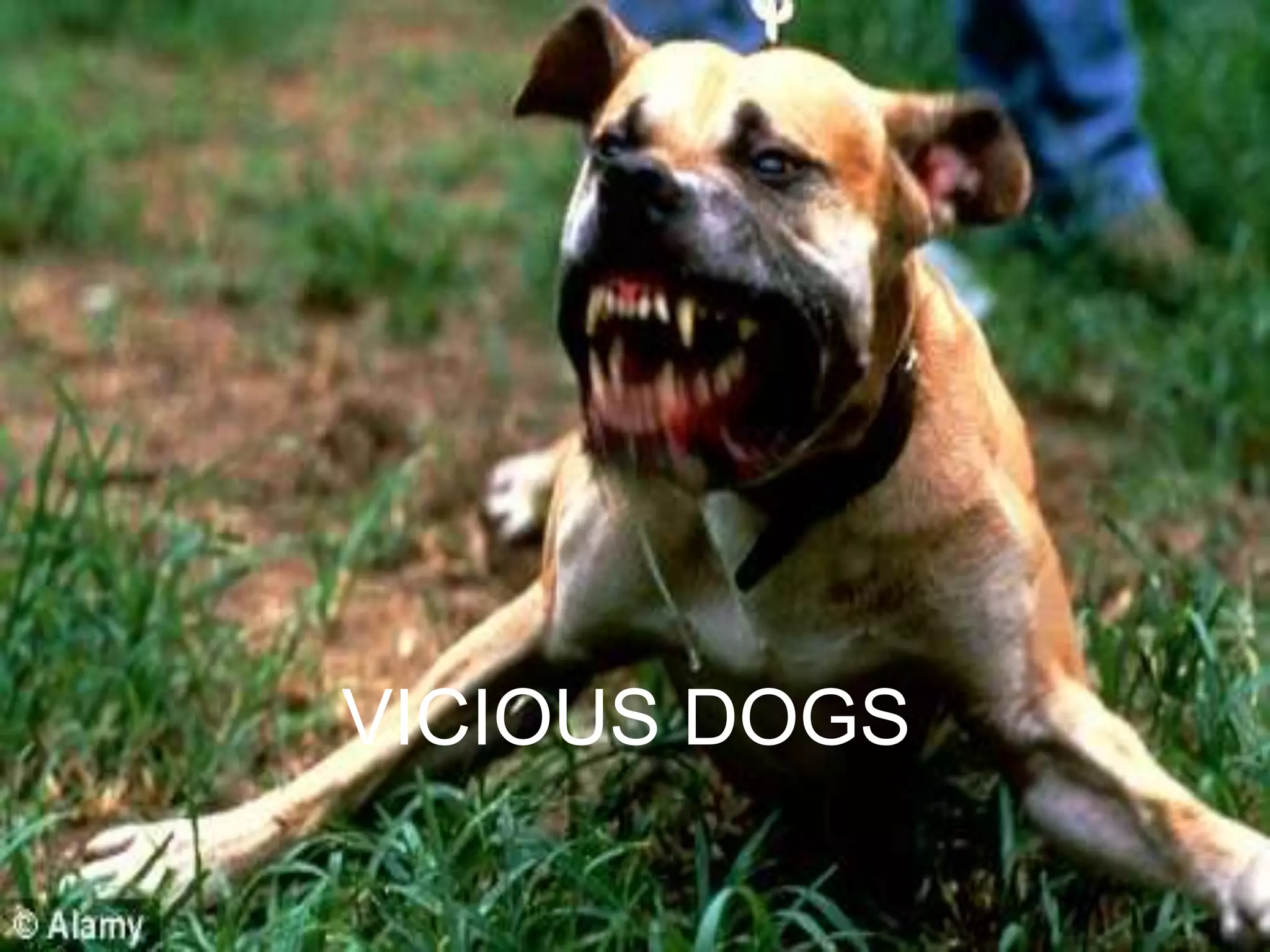 VICIOUS DOGS
 