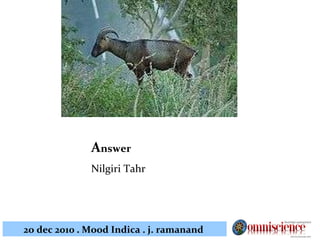 A nswer Nilgiri Tahr 