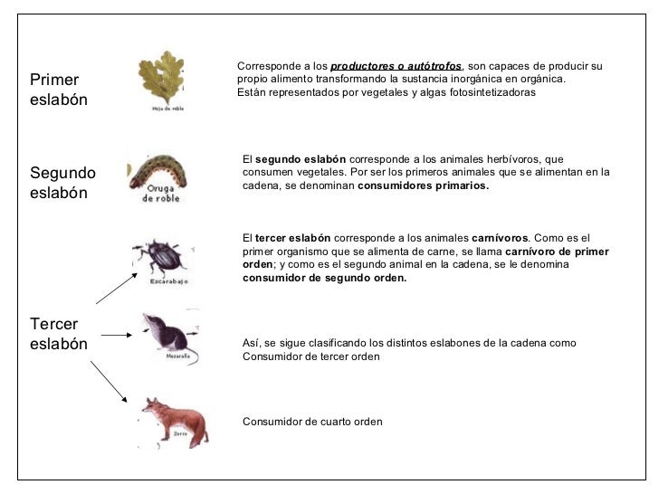 CADENAS ALIMENTARIAS Y REDES TROFICAS