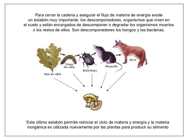 cadenas y redes alimenticias del ecosistema cadenas alimentarias y redes troficas cadenas y redes alimenticias del ecosistema cadenas alimentarias y redes troficas