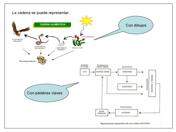 cadenas y redes alimenticias del ecosistema cadenas alimentarias y redes troficas cadenas y redes alimenticias del ecosistema cadenas alimentarias y redes troficas