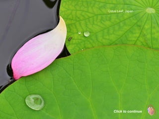 Lotus Leaf, Japan
Click to continue
 