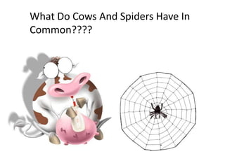 What Do Cows And Spiders Have In Common???? 