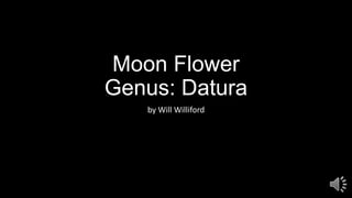 Moon Flower
Genus: Datura
by Will Williford
 