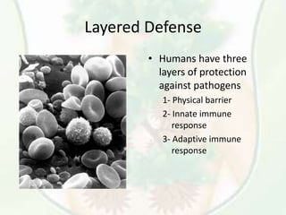 Layered Defense
• Humans have three
layers of protection
against pathogens
1- Physical barrier
2- Innate immune
response
3- Adaptive immune
response
 