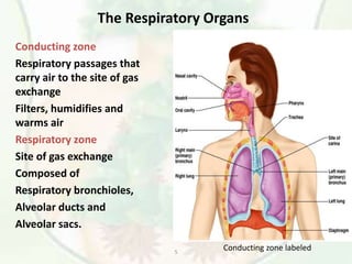 5
The Respiratory Organs
Conducting zone
Respiratory passages that
carry air to the site of gas
exchange
Filters, humidifies and
warms air
Respiratory zone
Site of gas exchange
Composed of
Respiratory bronchioles,
Alveolar ducts and
Alveolar sacs.
Conducting zone labeled
 