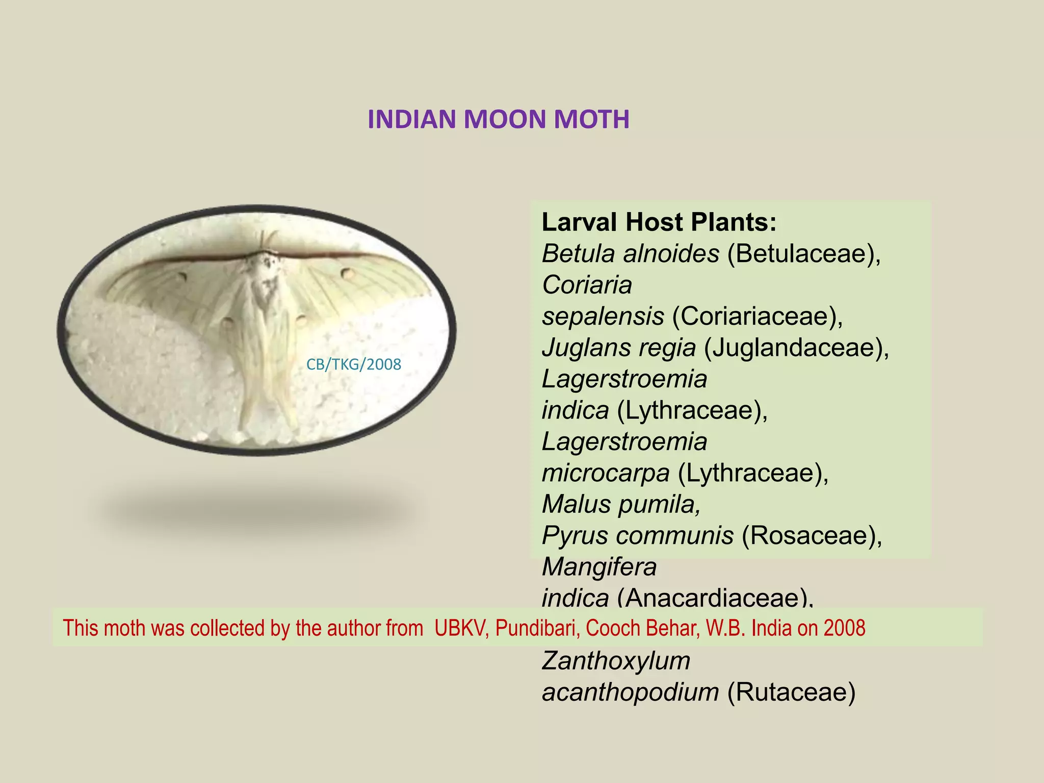 Indian Moon moth | PPTX