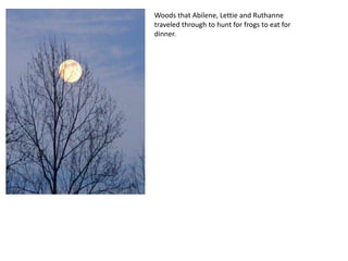 Woods that Abilene, Lettie and Ruthanne
traveled through to hunt for frogs to eat for
dinner.
 