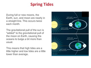 During full or new moons, the
Earth, sun, and moon are nearly in
a straight line. This occurs twice
each month.
The gravitational pull of the sun is
"added" to the gravitational pull of
the moon on Earth, causing the
oceans to bulge a bit more than
usual.
This means that high tides are a
little higher and low tides are a little
lower than average.
Spring Tides
 
