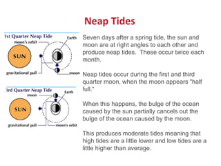 Seven days after a spring tide, the sun and
moon are at right angles to each other and
produce neap tides. These occur twice each
month.
Neap tides occur during the first and third
quarter moon, when the moon appears "half
full.“
When this happens, the bulge of the ocean
caused by the sun partially cancels out the
bulge of the ocean caused by the moon.
This produces moderate tides meaning that
high tides are a little lower and low tides are a
little higher than average.
Neap Tides
 