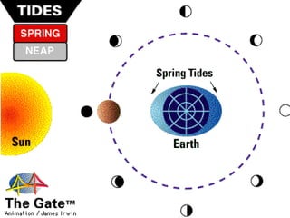 The Moon and Tides - Spring vs. Neap Tides | PPTX