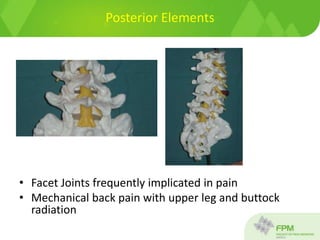 Posterior Elements
• Facet Joints frequently implicated in pain
• Mechanical back pain with upper leg and buttock
radiation
 