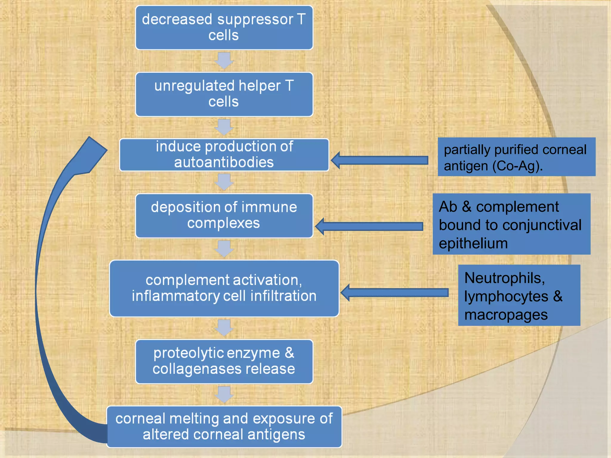 partially purified corneal 
antigen (Co-Ag). 
Ab & complement 
bound to conjunctival 
epithelium 
Neutrophils, 
lymphocytes & 
macropages 
 
